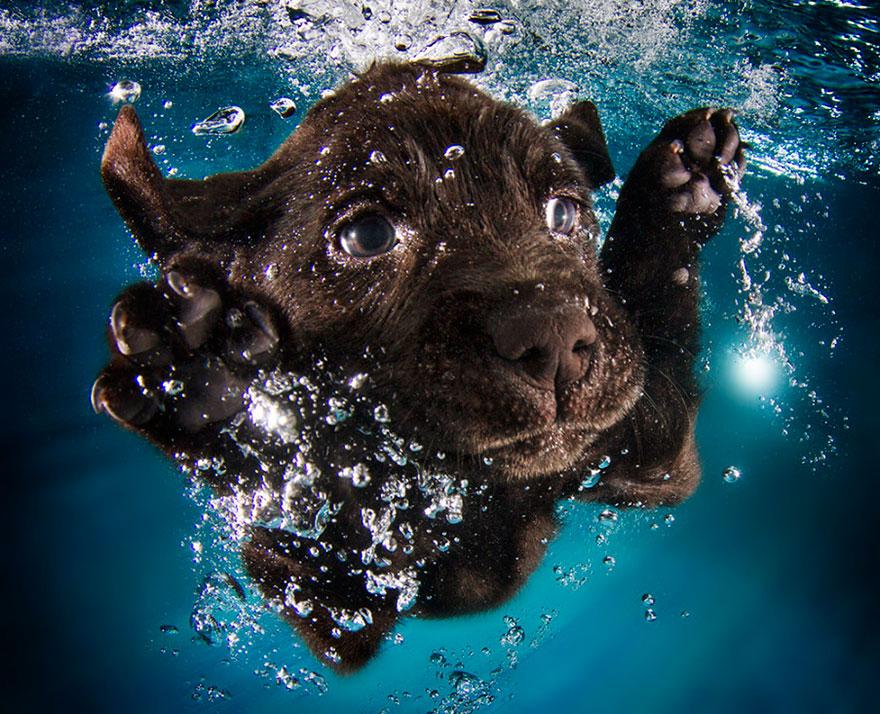Le BUFFE facce dei cani mentre tentano di catturare la loro pallina in acqua articolo