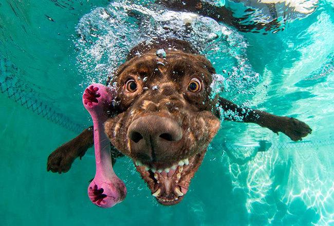 Le BUFFE facce dei cani mentre tentano di catturare la loro pallina in acqua articolo