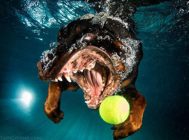 Le BUFFE facce dei cani mentre tentano di catturare la loro pallina in acqua articolo