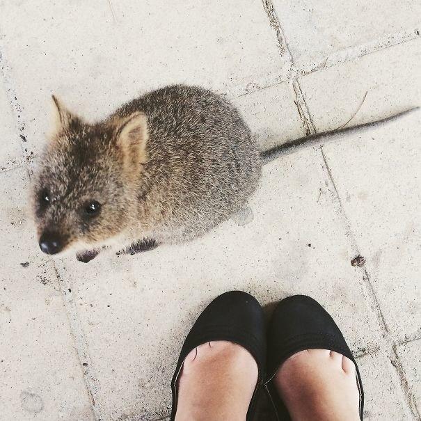Il sorriso del Quokka ti conquisterà: è lui il Gatto del 2016! articolo