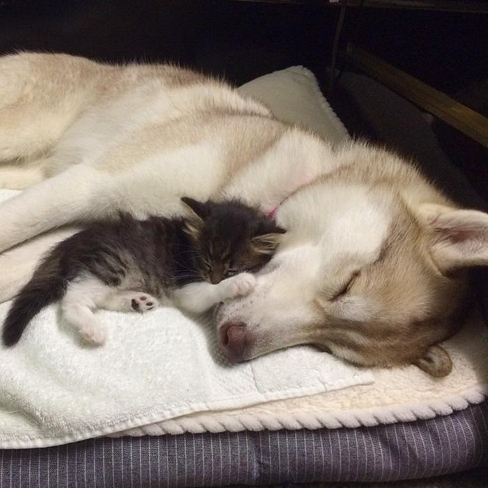 La storia di Rosie, piccola gattina abbandonata salvata da 3 Husky articolo