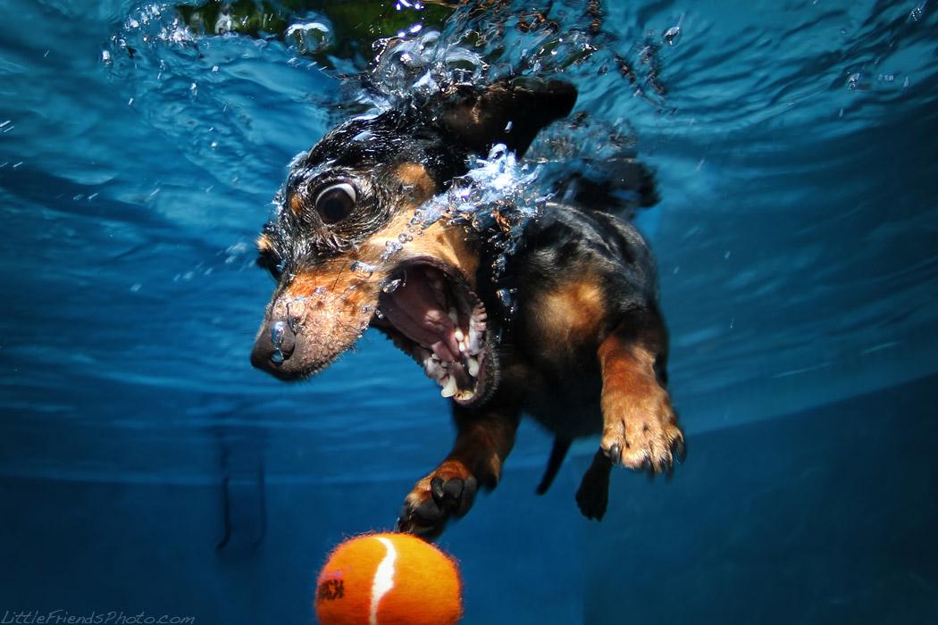 Le BUFFE facce dei cani mentre tentano di catturare la loro pallina in acqua articolo