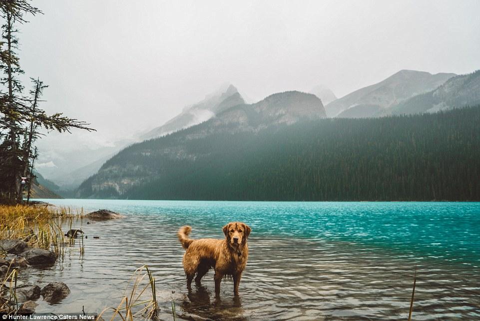 Su Instagram impazza il cane più Hipster del mondo! articolo