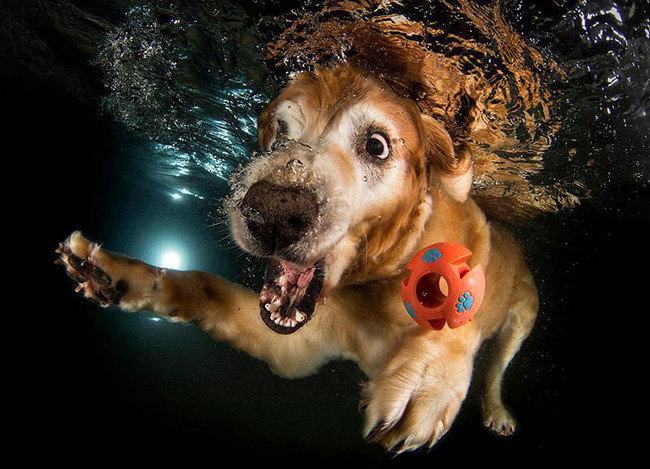 Le BUFFE facce dei cani mentre tentano di catturare la loro pallina in acqua articolo
