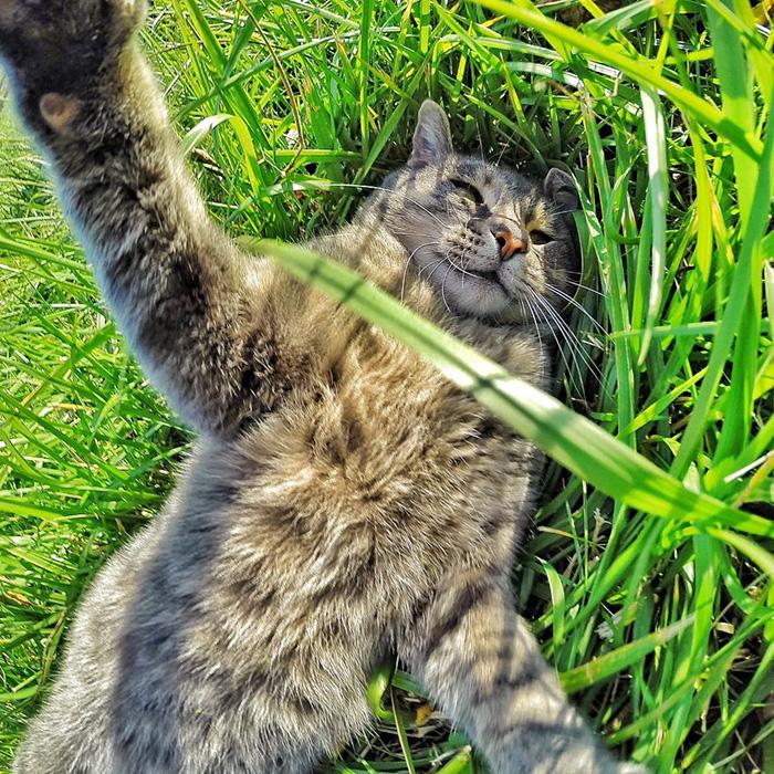 8 selfie realizzati da un gatto sicuramente più belli dei tuoi articolo