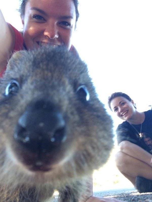 Il sorriso del Quokka ti conquisterà: è lui il Gatto del 2016! articolo