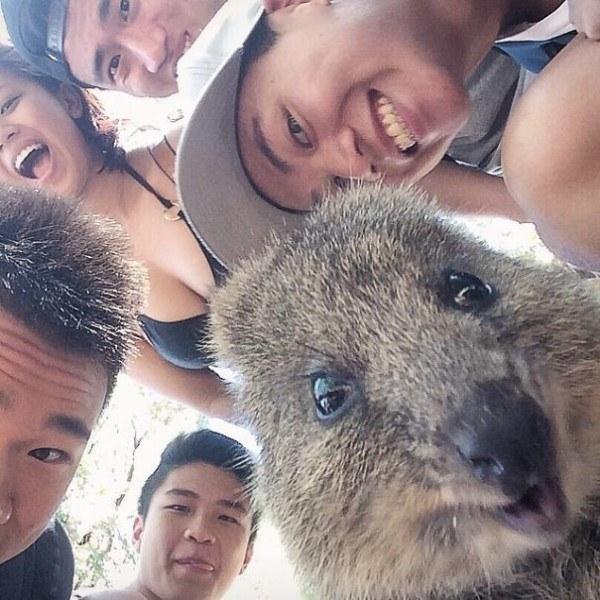 Il sorriso del Quokka ti conquisterà: è lui il Gatto del 2016! articolo