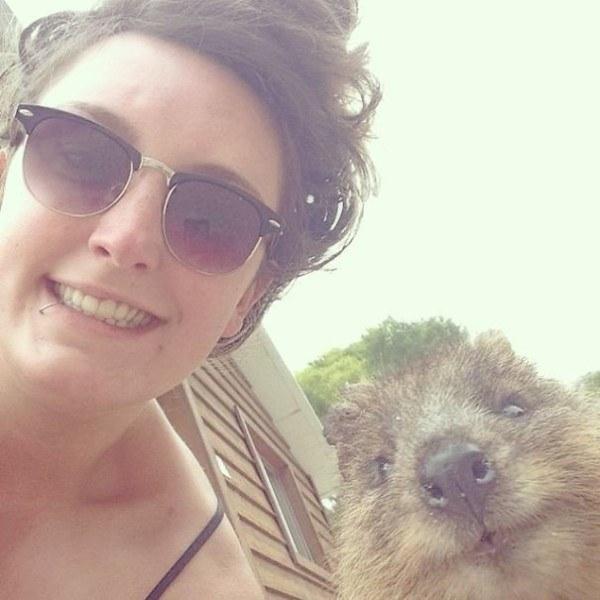 Il sorriso del Quokka ti conquisterà: è lui il Gatto del 2016! articolo