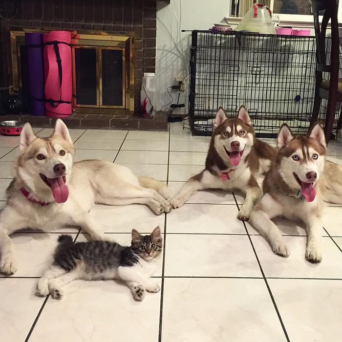La storia di Rosie, piccola gattina abbandonata salvata da 3 Husky articolo