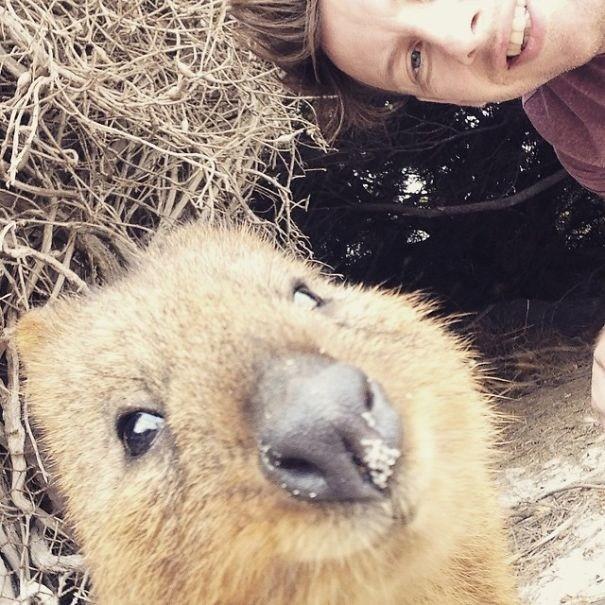 Il sorriso del Quokka ti conquisterà: è lui il Gatto del 2016! articolo
