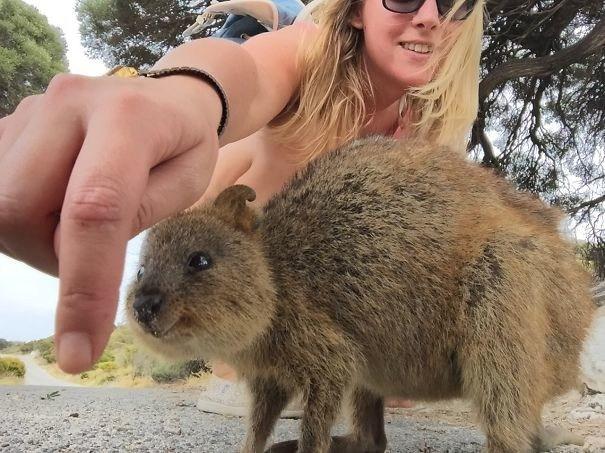 Il sorriso del Quokka ti conquisterà: è lui il Gatto del 2016! articolo