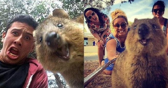 Quokka, l'animale più felice del mondo è lui! articolo