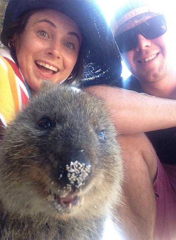 Il sorriso del Quokka ti conquisterà: è lui il Gatto del 2016! articolo