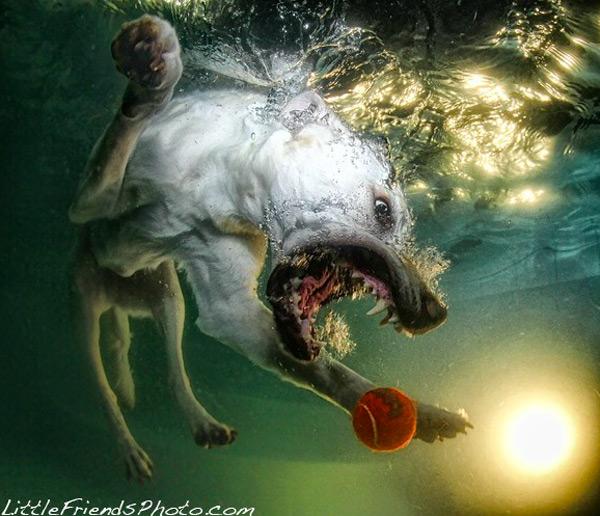Le BUFFE facce dei cani mentre tentano di catturare la loro pallina in acqua articolo