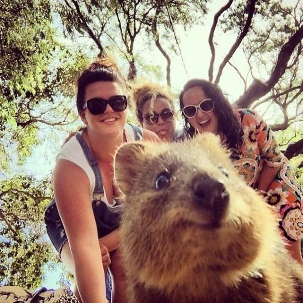 Il sorriso del Quokka ti conquisterà: è lui il Gatto del 2016! articolo