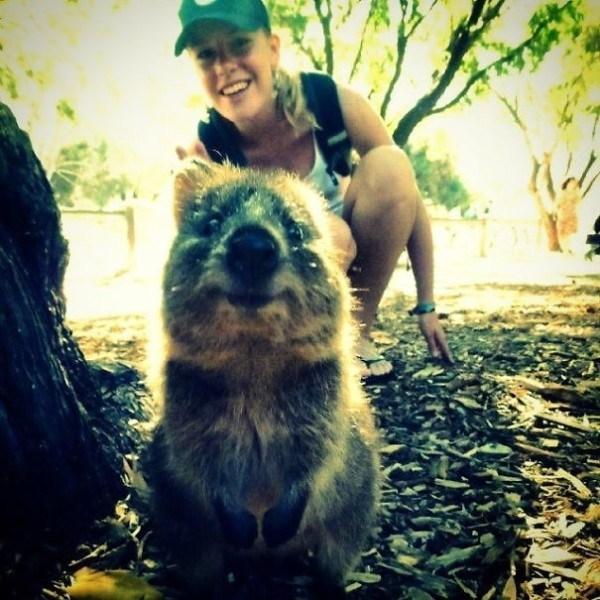 Il sorriso del Quokka ti conquisterà: è lui il Gatto del 2016! articolo