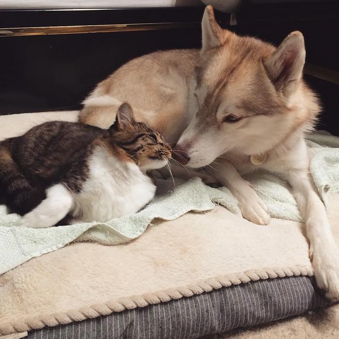 La storia di Rosie, piccola gattina abbandonata salvata da 3 Husky articolo