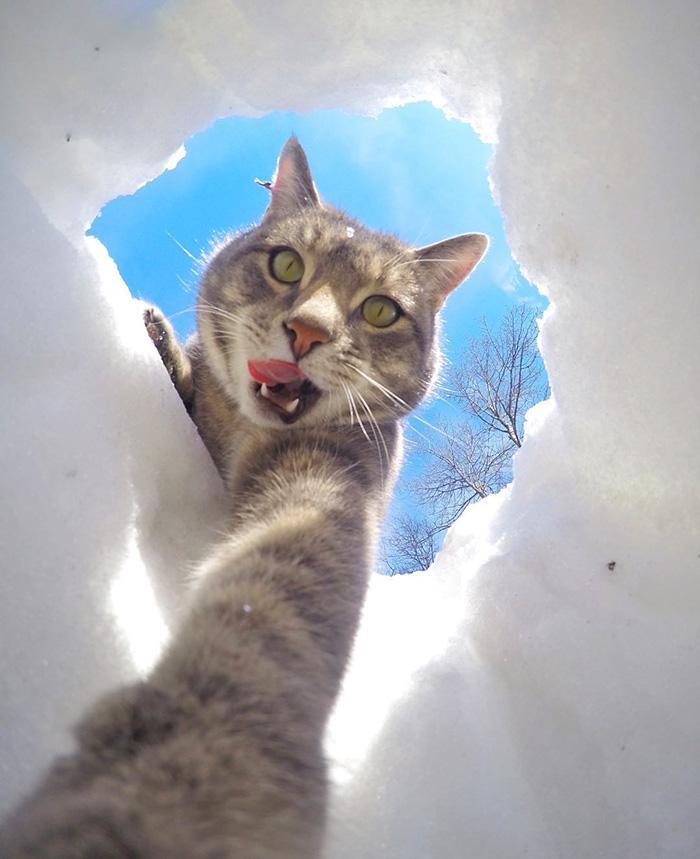 8 selfie realizzati da un gatto sicuramente più belli dei tuoi articolo