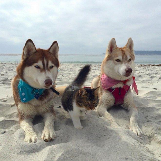 La storia di Rosie, piccola gattina abbandonata salvata da 3 Husky articolo