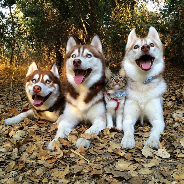 La storia di Rosie, piccola gattina abbandonata salvata da 3 Husky articolo