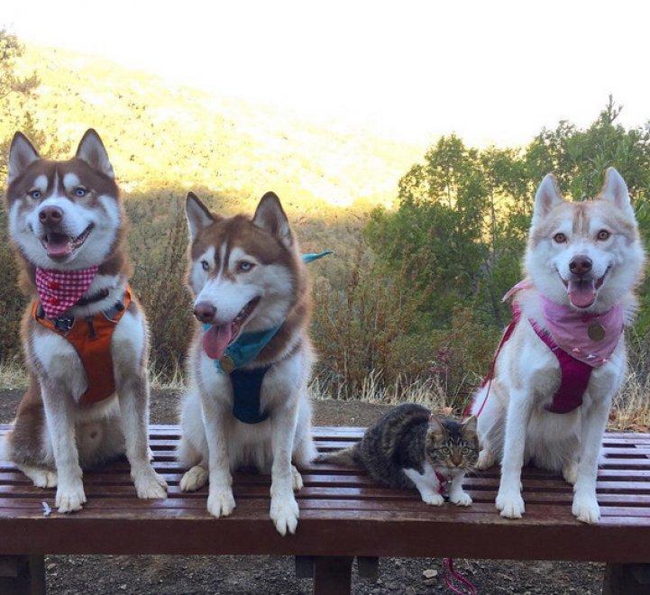 La storia di Rosie, piccola gattina abbandonata salvata da 3 Husky articolo