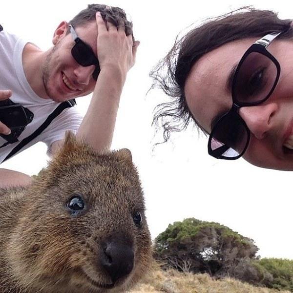 Il sorriso del Quokka ti conquisterà: è lui il Gatto del 2016! articolo