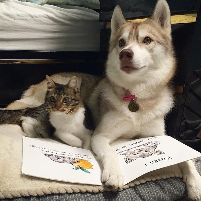 La storia di Rosie, piccola gattina abbandonata salvata da 3 Husky articolo