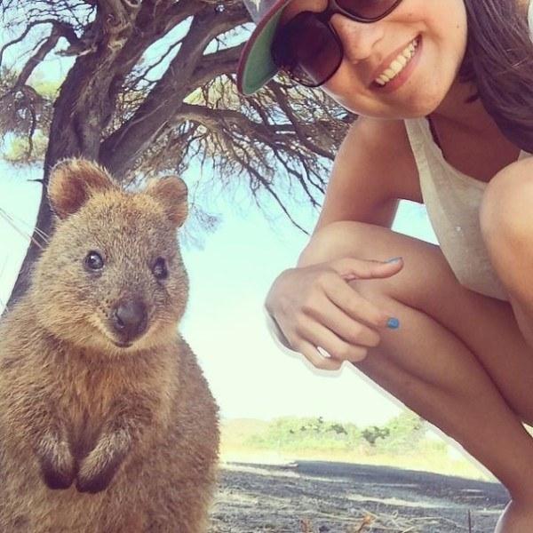 Il sorriso del Quokka ti conquisterà: è lui il Gatto del 2016! articolo