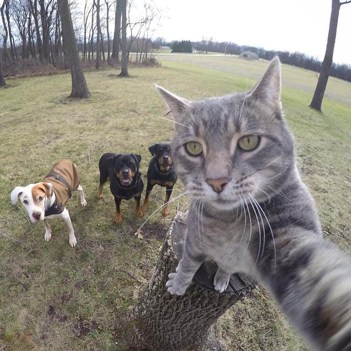 8 selfie realizzati da un gatto sicuramente più belli dei tuoi articolo