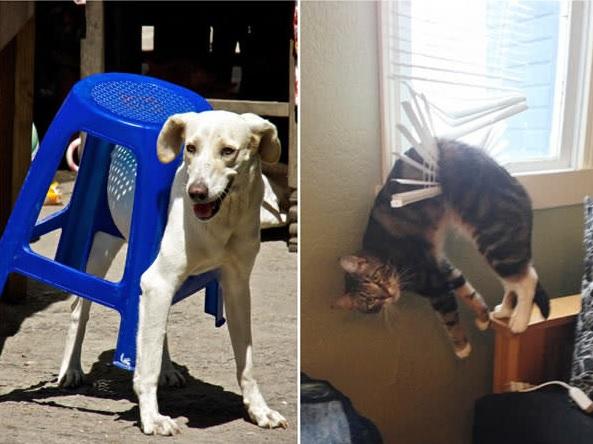 15 foto di animali che rimangono immobili fingendo che sia tutto a posto articolo