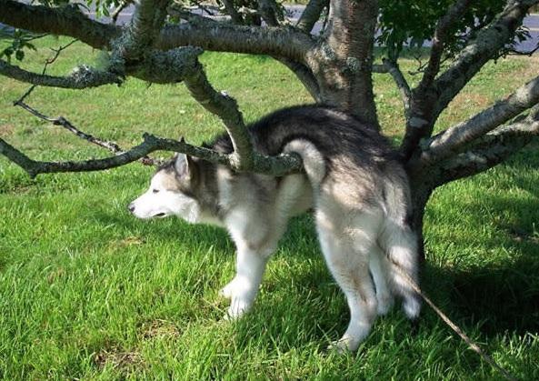 15 foto di animali che rimangono immobili fingendo che sia tutto a posto articolo