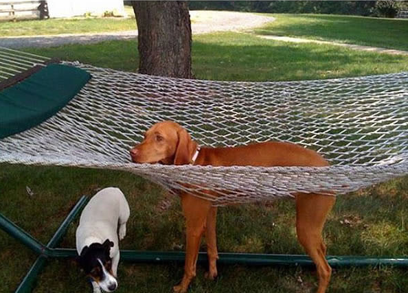 15 foto di animali che rimangono immobili fingendo che sia tutto a posto articolo
