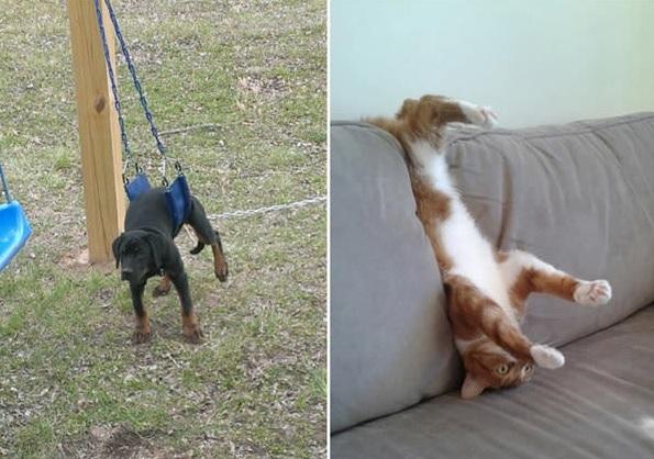 15 foto di animali che rimangono immobili fingendo che sia tutto a posto articolo