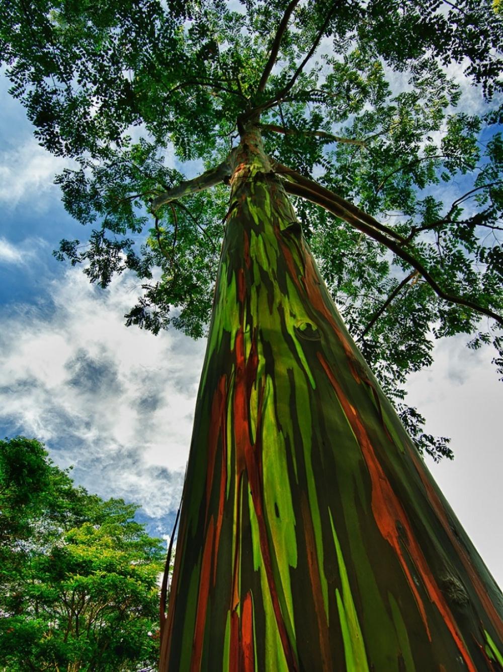 25 fenomeni naturali davvero incredibili! articolo