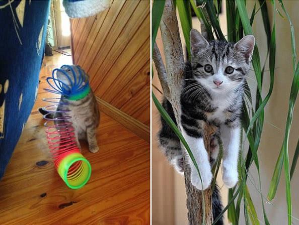 15 foto di animali che rimangono immobili fingendo che sia tutto a posto articolo