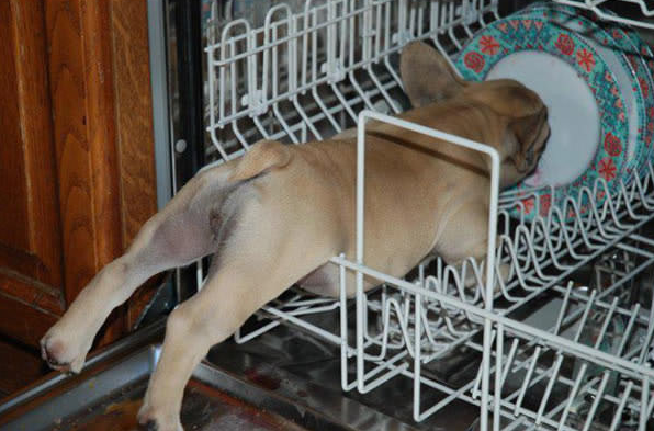 15 foto di animali che rimangono immobili fingendo che sia tutto a posto articolo