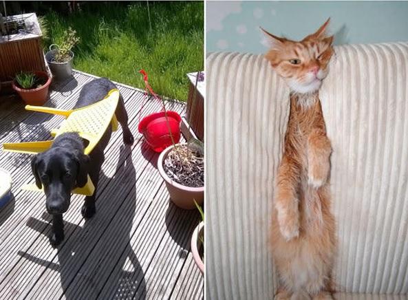 15 foto di animali che rimangono immobili fingendo che sia tutto a posto articolo