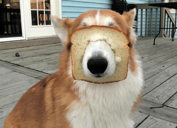15 foto di animali che rimangono immobili fingendo che sia tutto a posto articolo