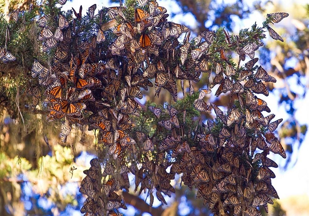 25 fenomeni naturali davvero incredibili! articolo