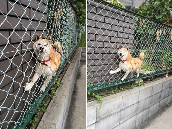 15 foto di animali che rimangono immobili fingendo che sia tutto a posto articolo