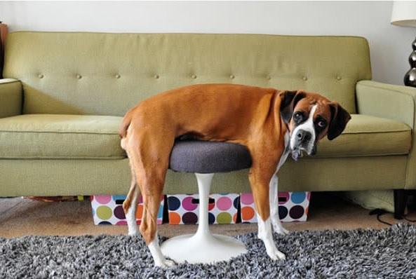 15 foto di animali che rimangono immobili fingendo che sia tutto a posto articolo