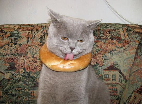 15 foto di animali che rimangono immobili fingendo che sia tutto a posto articolo