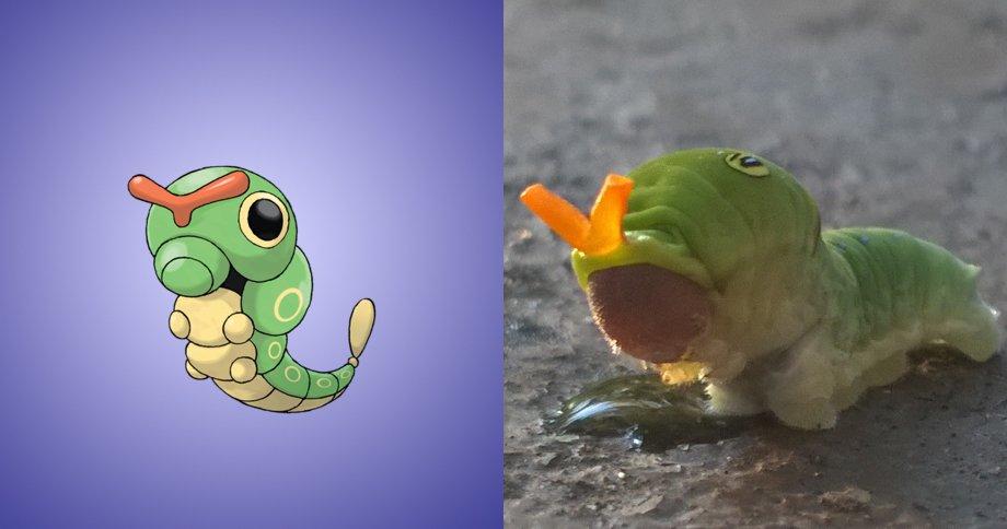 15 Pokemon che esistono davvero nella vita reale! articolo