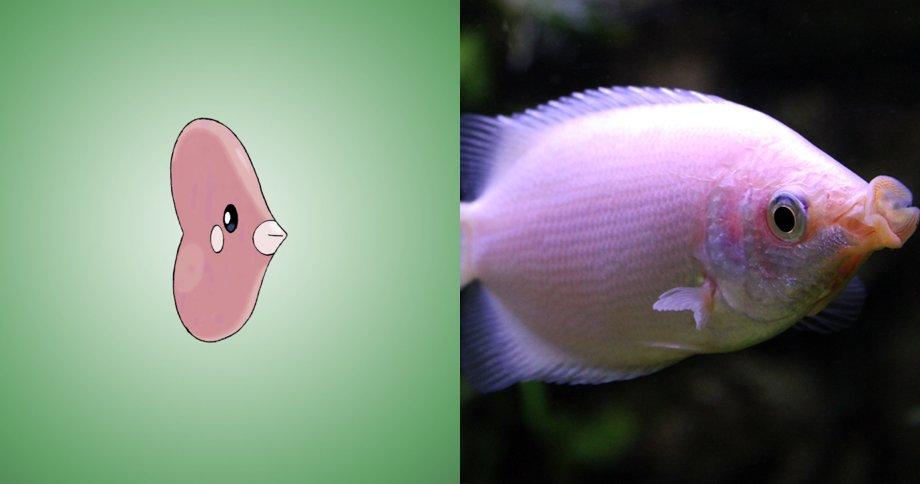 15 Pokemon che esistono davvero nella vita reale! articolo
