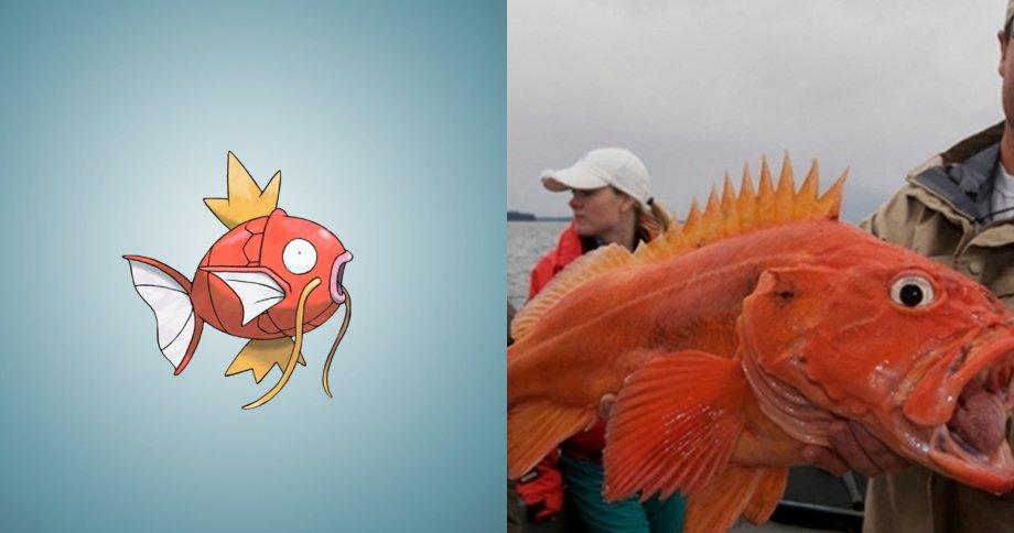15 Pokemon che esistono davvero nella vita reale! articolo