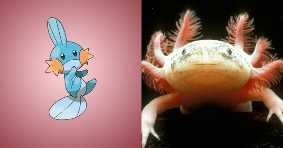 15 Pokemon che esistono davvero nella vita reale! articolo