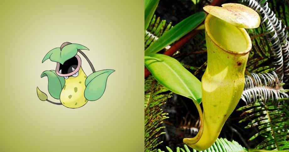15 Pokemon che esistono davvero nella vita reale! articolo