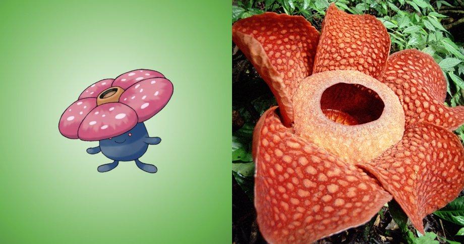 15 Pokemon che esistono davvero nella vita reale! articolo