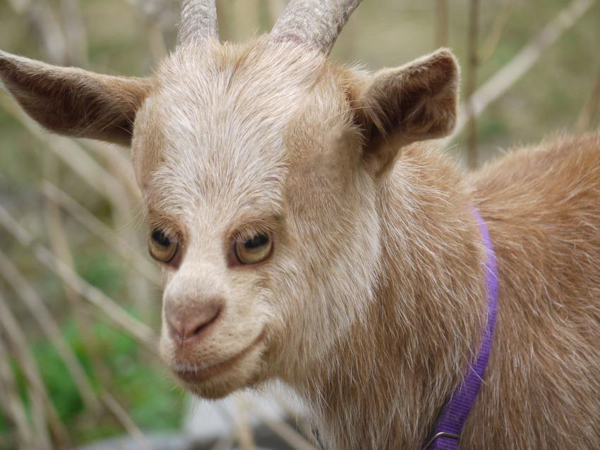 Come sarebbero gli animali se avessero gli occhi davanti articolo