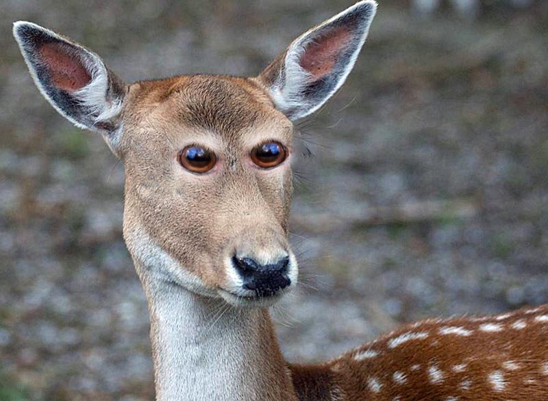Come sarebbero gli animali se avessero gli occhi davanti articolo